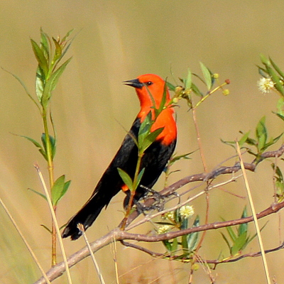 Scarlet-Headed Blackbird